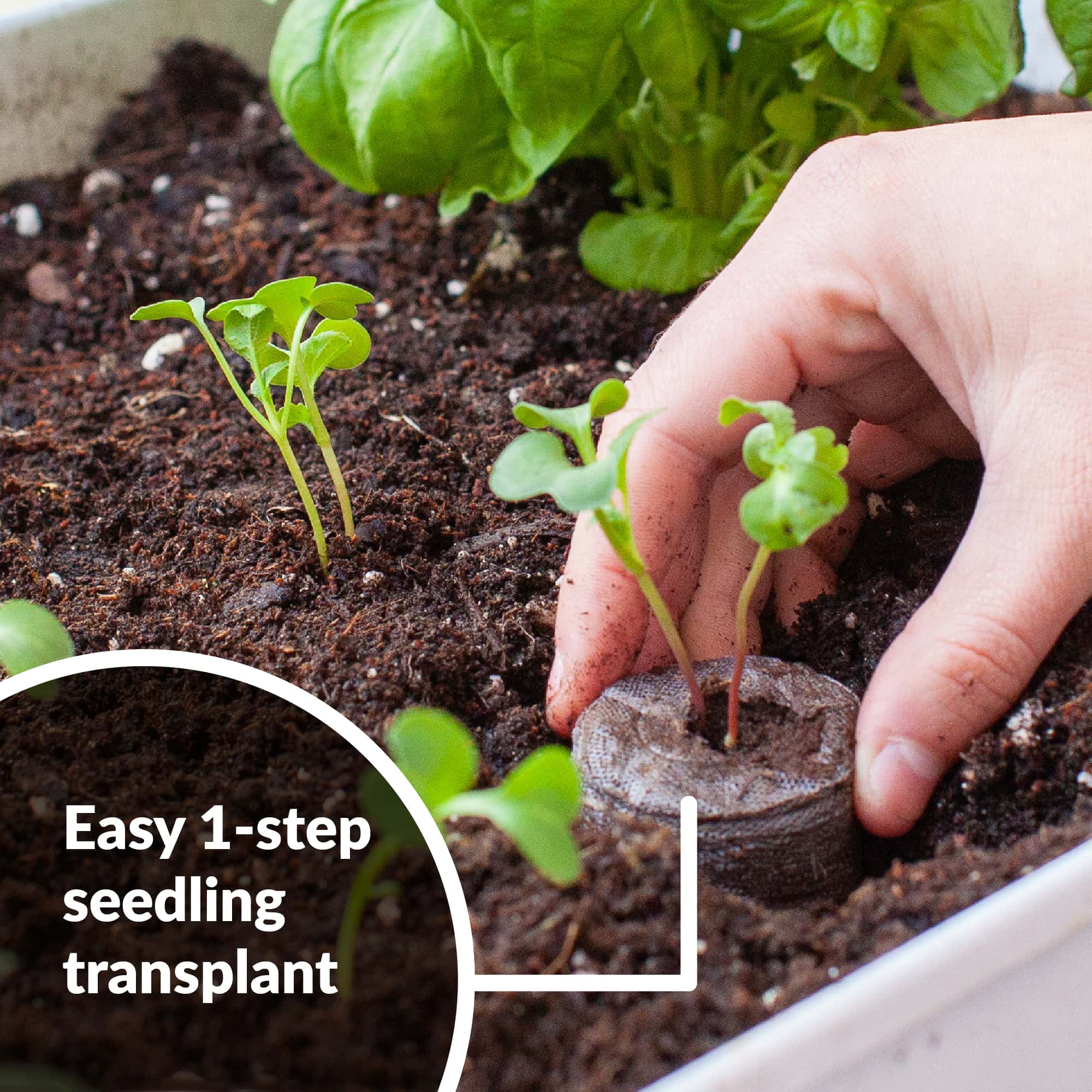 Jiffy peat pellet easy 1-step seedling transplant
